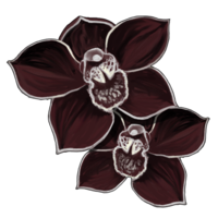 orchidée noire